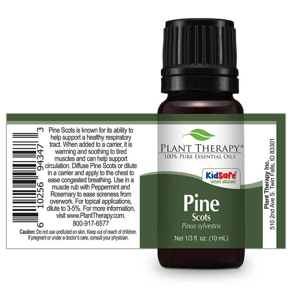 Pine Scots | 歐洲赤松