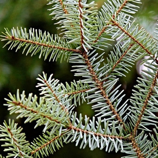 Balsam Fir | 冷杉 or 杉木