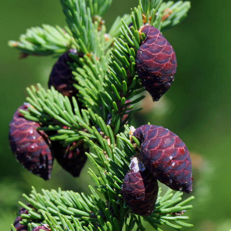 Spruce Black | 黑雲杉