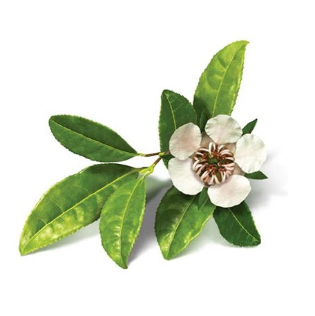 Copaiba Oleoresin | 古巴香脂 or 苦配巴