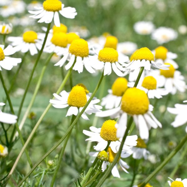 Chamomile German Organic | 德國洋甘菊 (USDA有機認證)