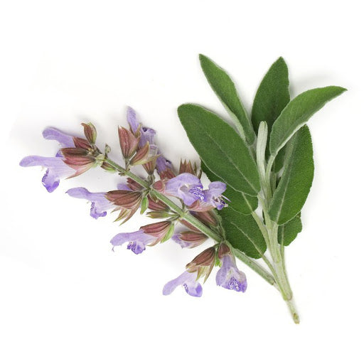 Clary Sage | 快樂鼠尾草