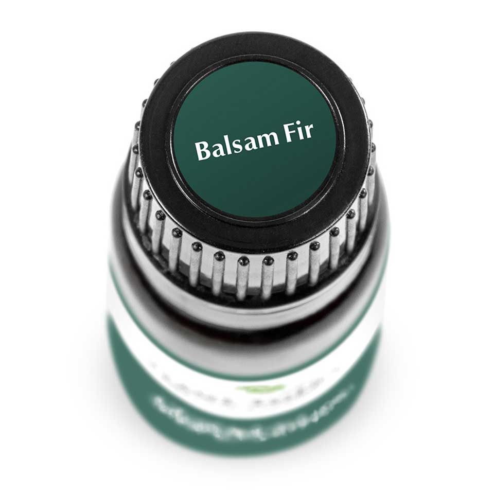 Balsam Fir | 冷杉 or 杉木