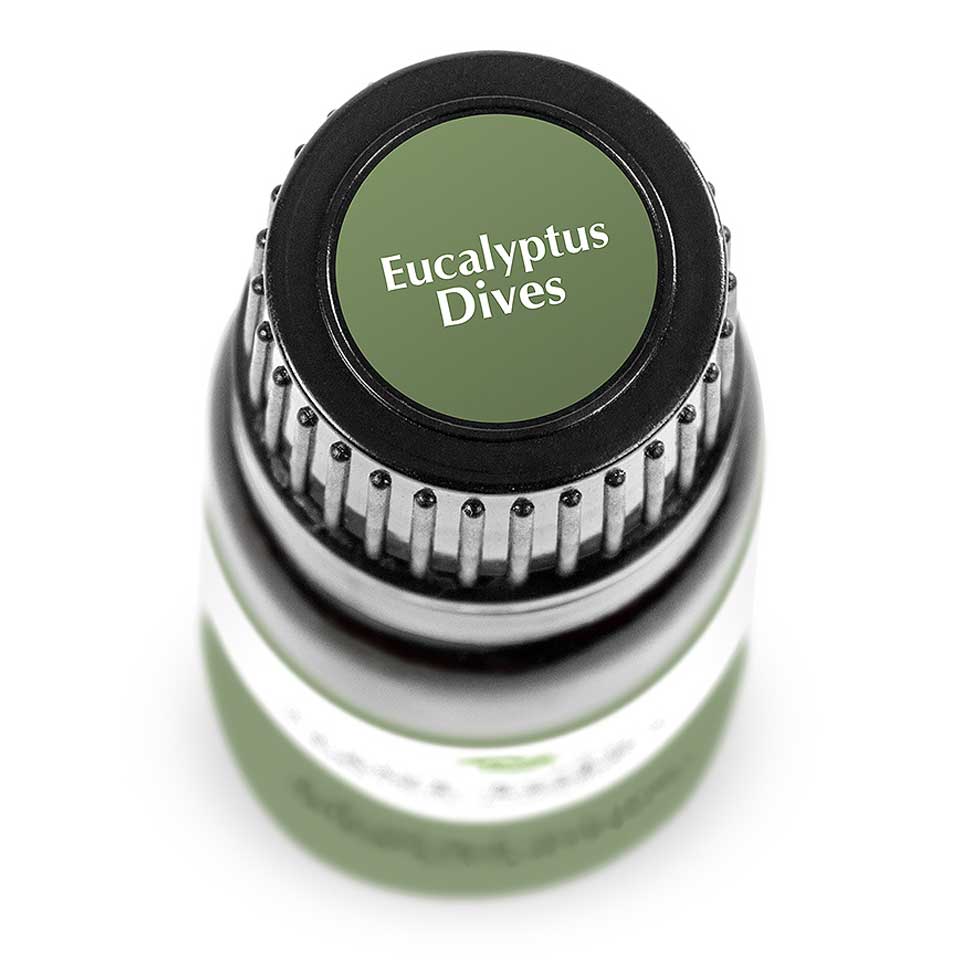 Eucalyptus Dives | 薄荷尤加利