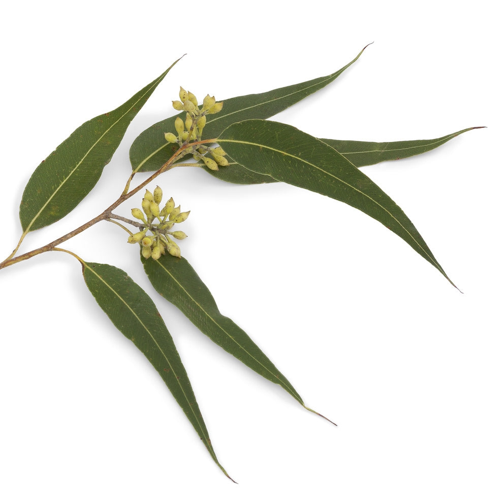Eucalyptus Dives | 薄荷尤加利