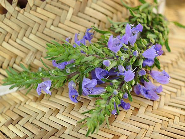 Moldavian Dragonhead | 香青蘭 or 龍頭花