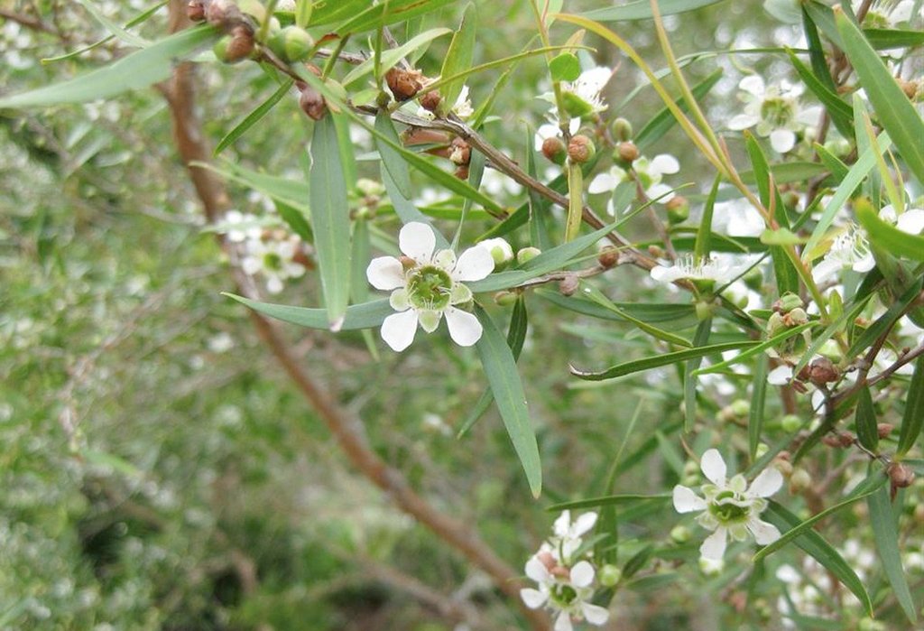 Lemon Tea Tree | 檸檬茶樹