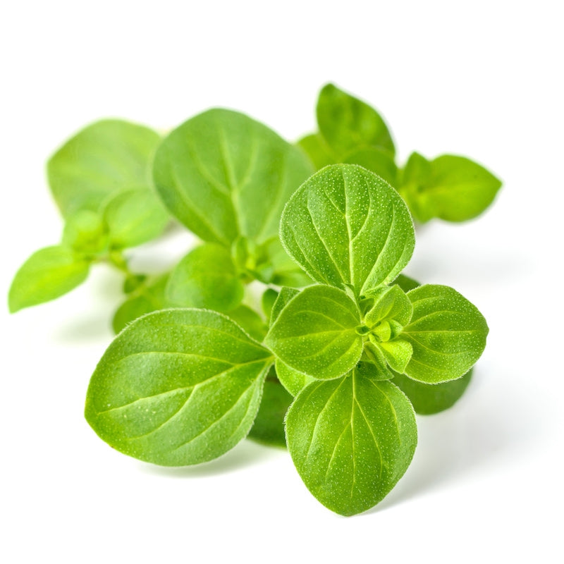 Oregano Organic | 牛至 (USDA有機認證)