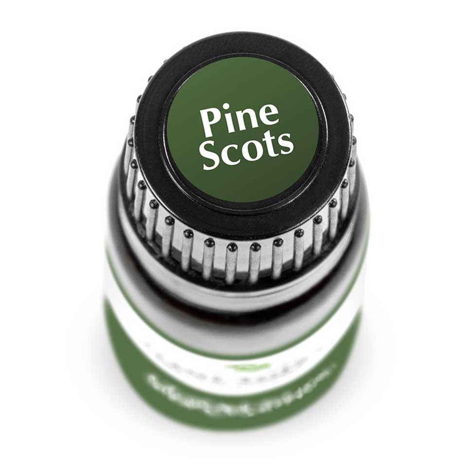 Pine Scots | 歐洲赤松