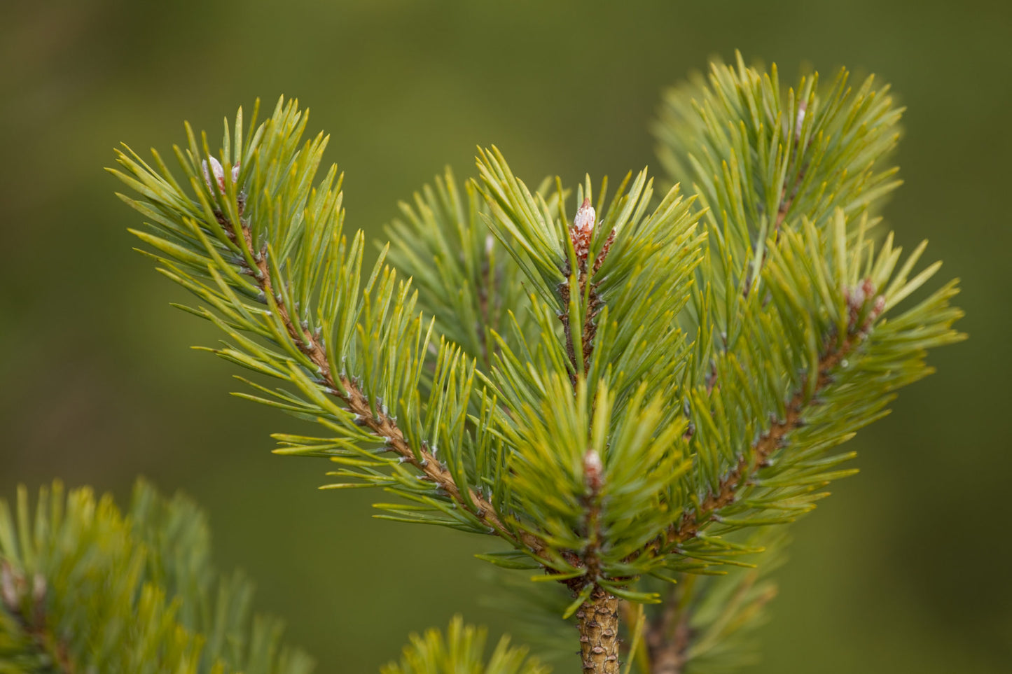 Pine Scots | 歐洲赤松