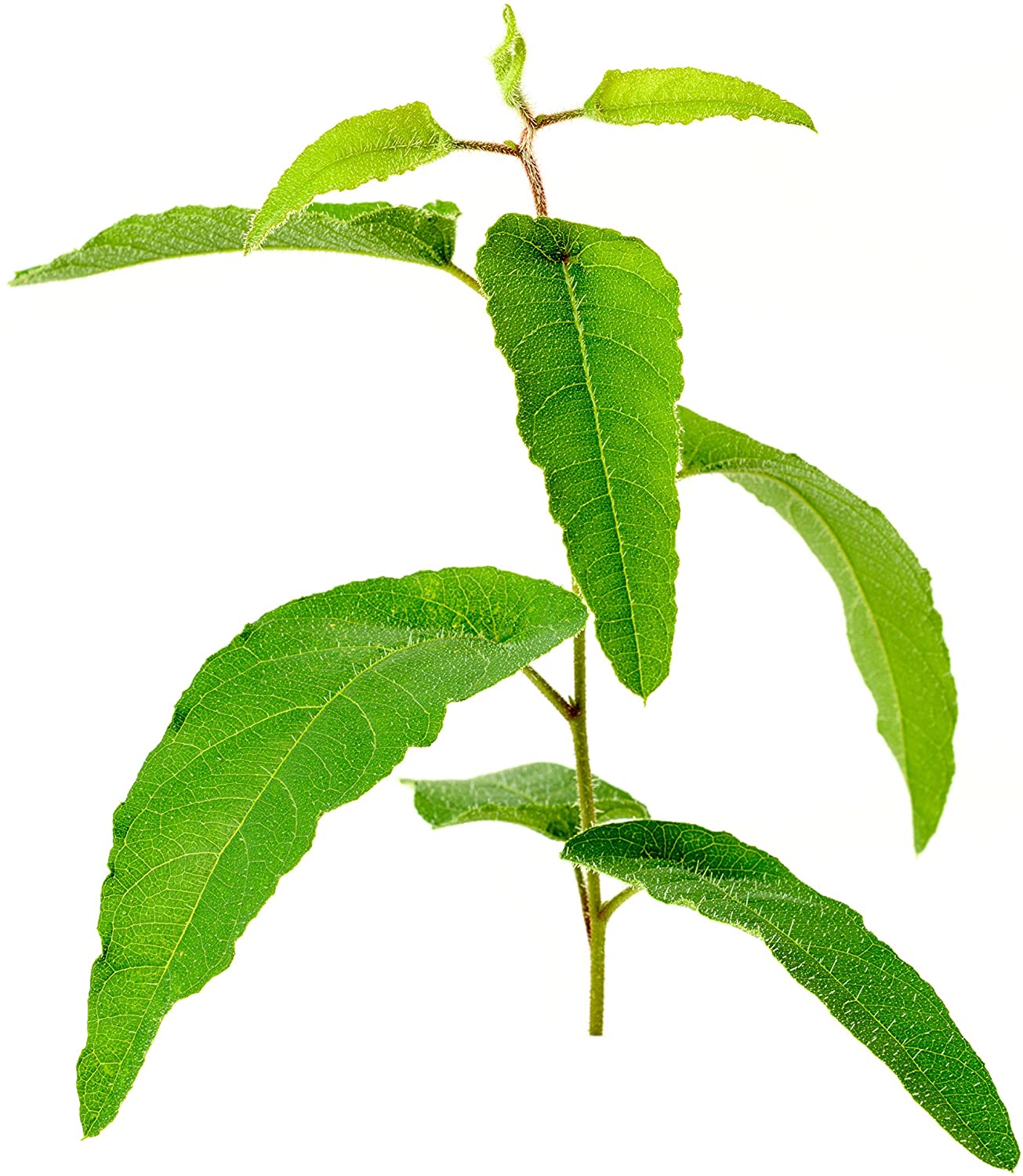 Lemon Eucalyptus Organic | 檸檬尤加利