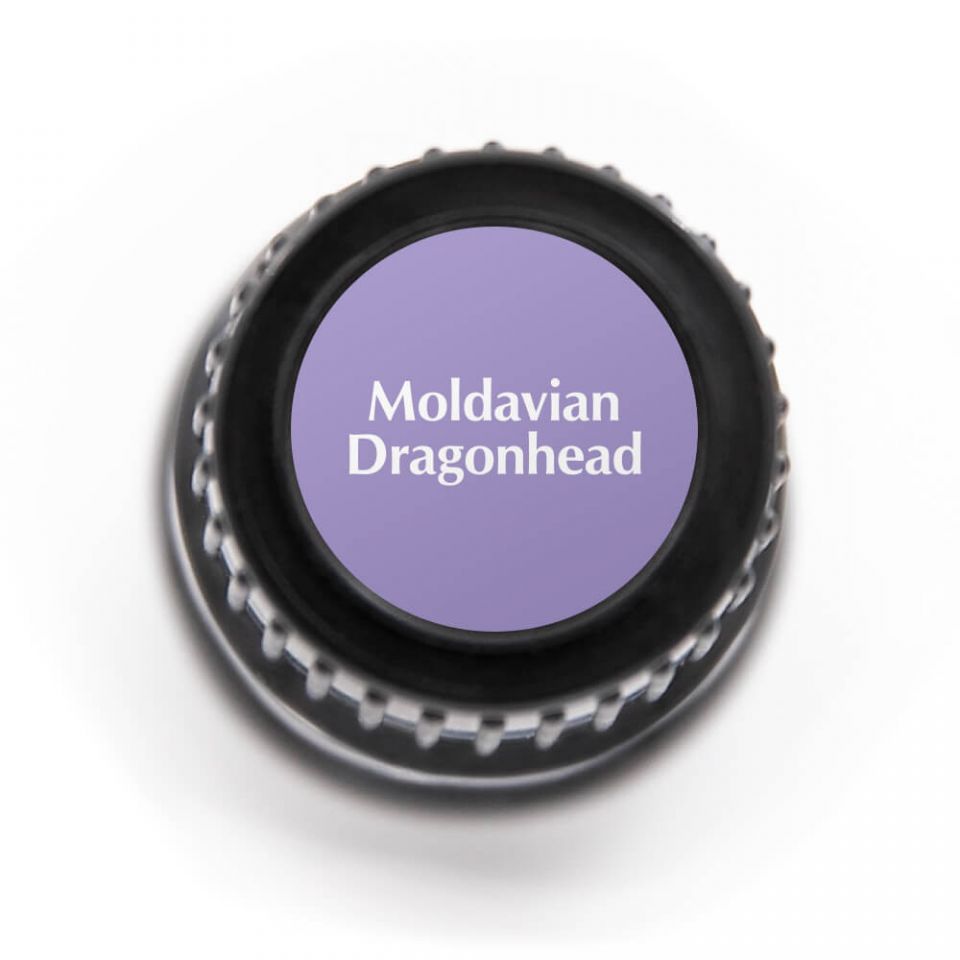 Moldavian Dragonhead | 香青蘭 or 龍頭花