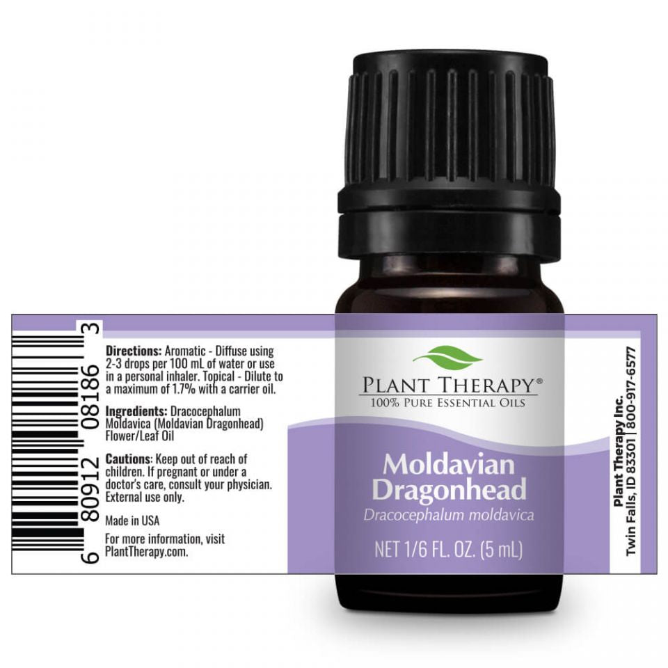 Moldavian Dragonhead | 香青蘭 or 龍頭花