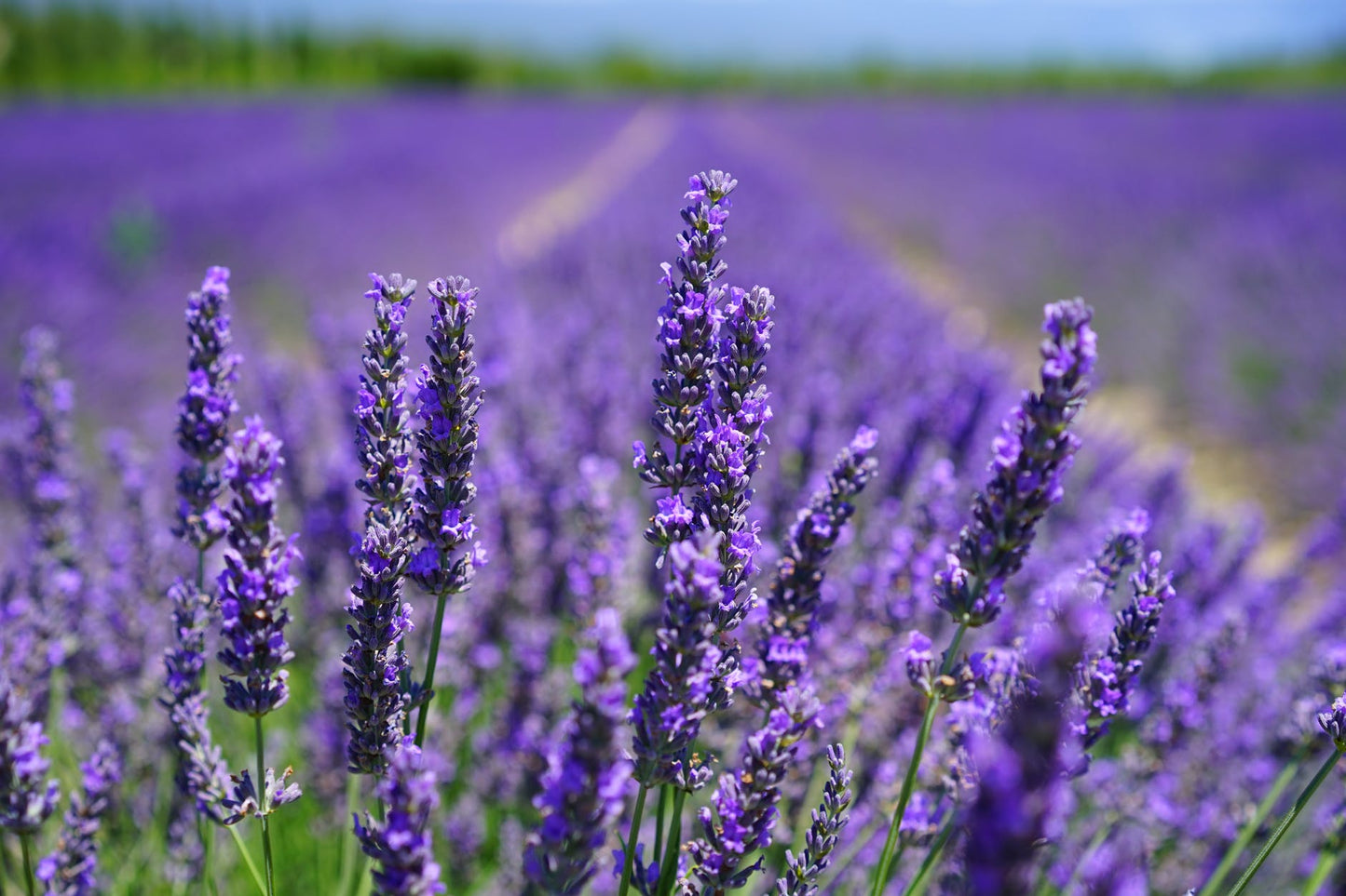 Lavender Organic | 薰衣草 (USDA有機認證)