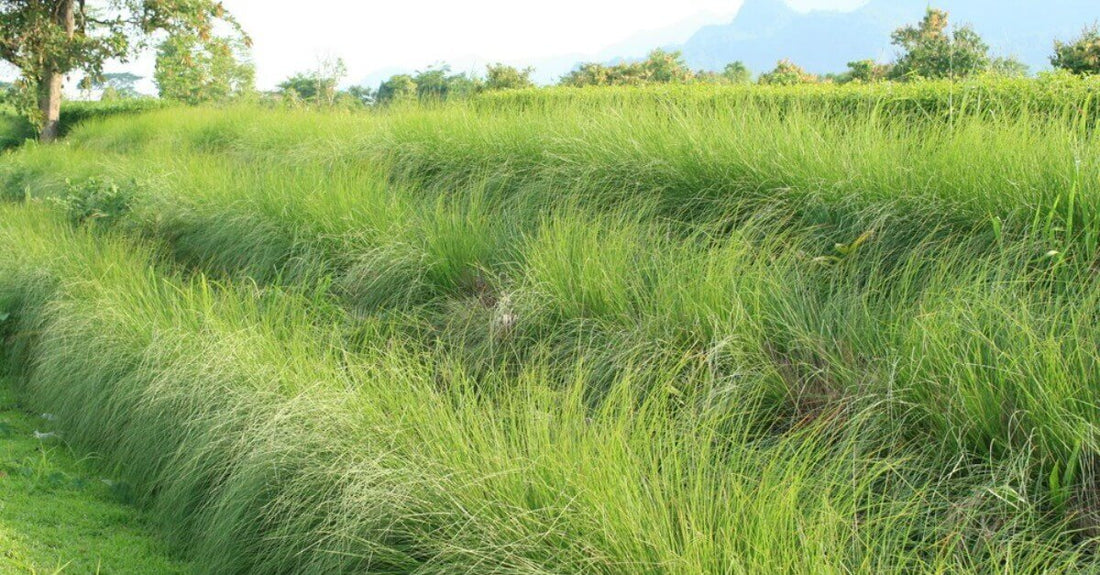 岩蘭草 (Vetiver) 精油 🌱