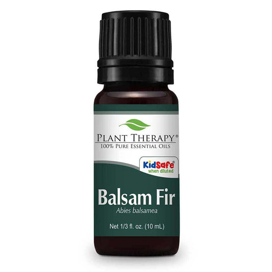 Balsam Fir | 冷杉 or 杉木