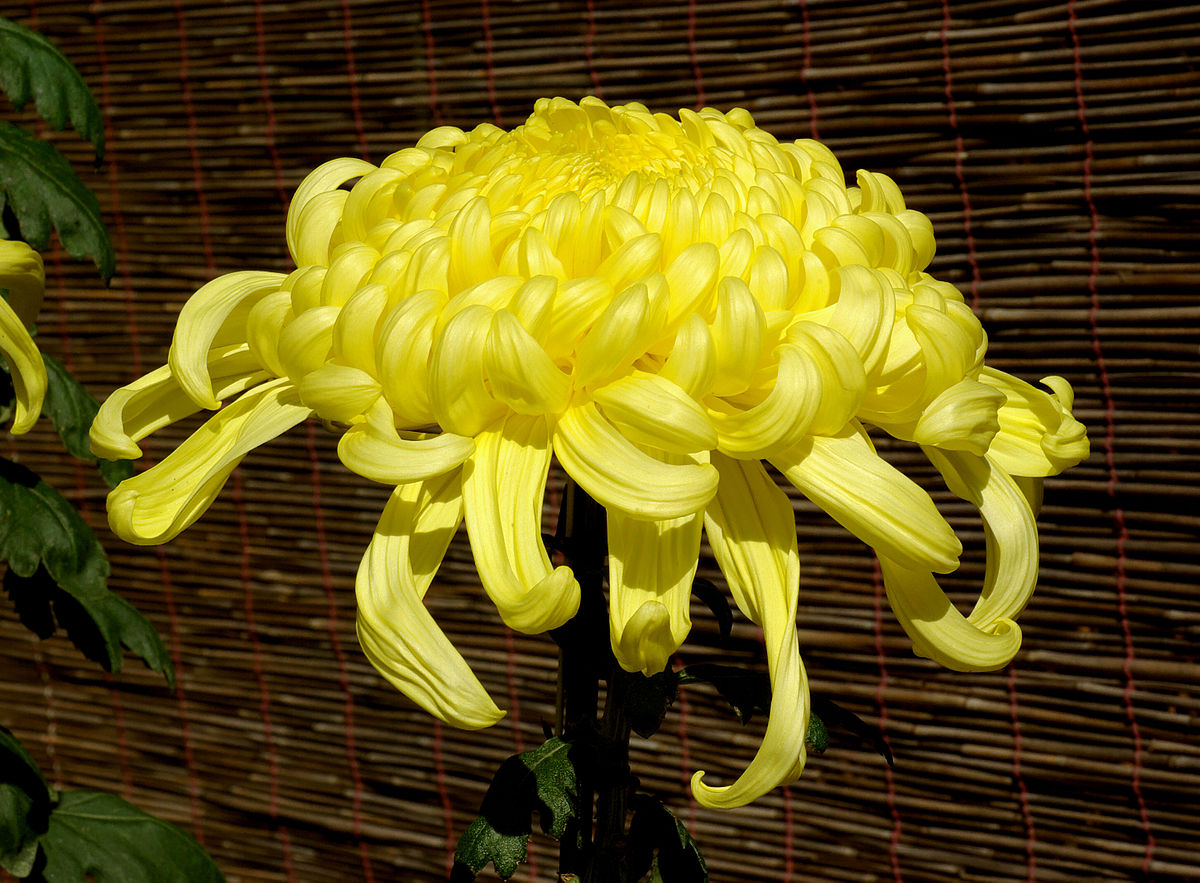 Wild Chrysanthemum Absolute | 野生菊花-原精