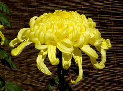 Wild Chrysanthemum Absolute | 野生菊花-原精