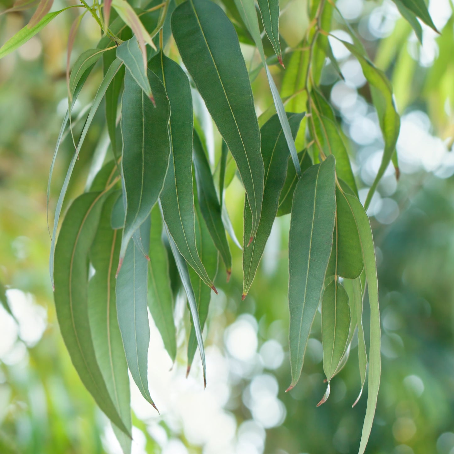 Eucalyptus Globulus | 藍膠尤加利