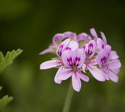 Geranium Bourbon | 天竺葵