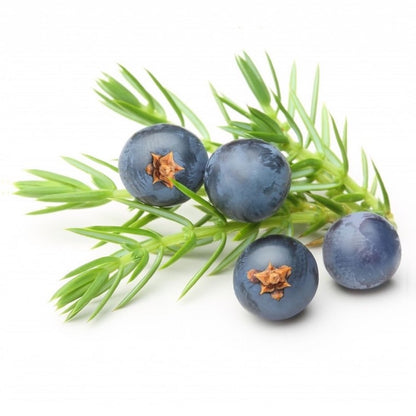 Juniper Berry | 杜松 or 漿果