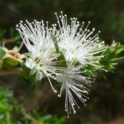 Kunzea | 昆士亞