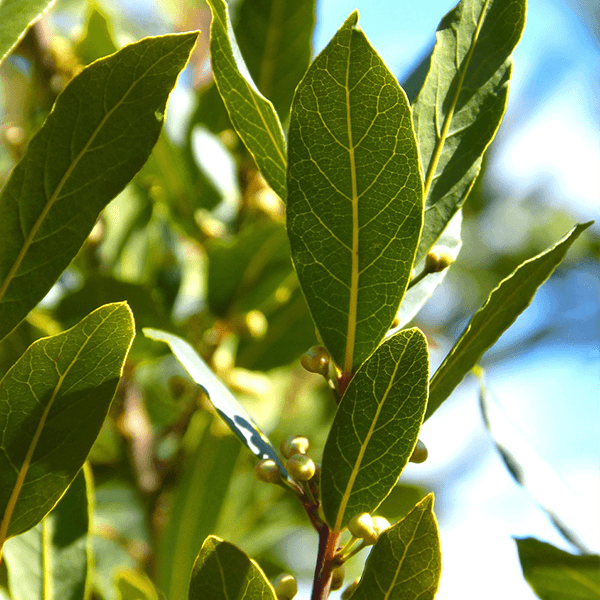 Laurel Leaf | 月桂葉