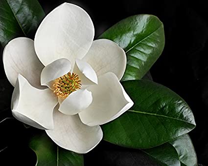 Magnolia Flower | 白蘭花 or 木蘭花