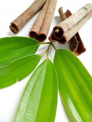 Cinnamon Leaf | 肉桂葉