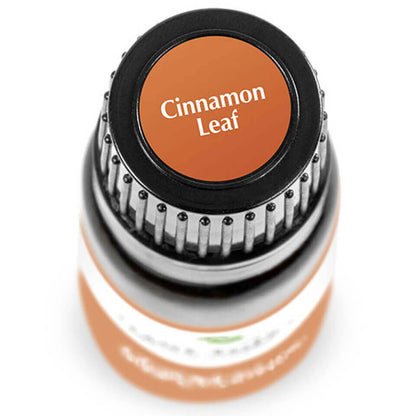 Cinnamon Leaf | 肉桂葉