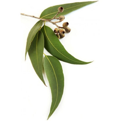 Eucalyptus Radiata | 澳洲尤加利