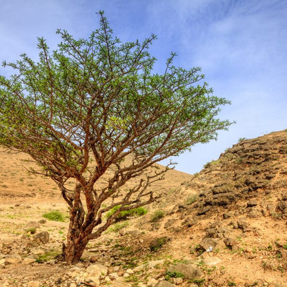 Frankincense Carteri | 乳香-阿拉伯