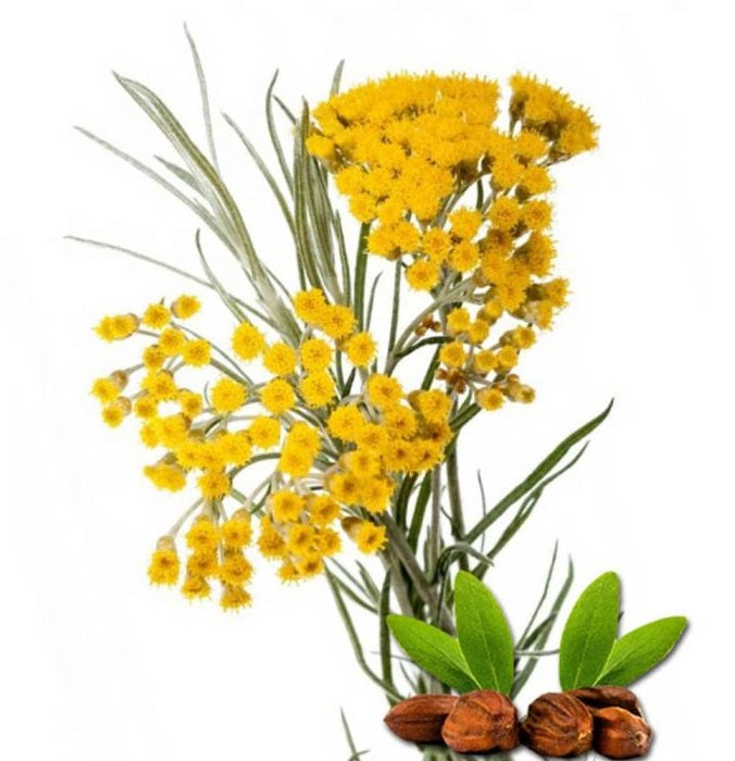 Helichrysum Italicum Organic | 永久花 or 蠟菊 (USDA有機認證)