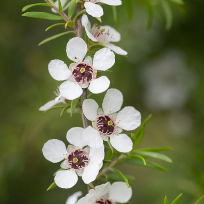 Manuka | 麥蘆卡