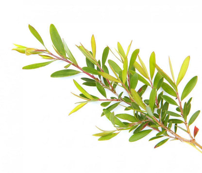 Tea Tree Organic | 茶樹 (USDA有機認證)