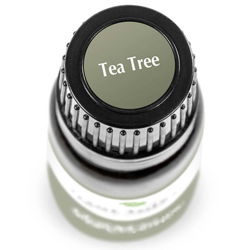 Tea Tree | 茶樹